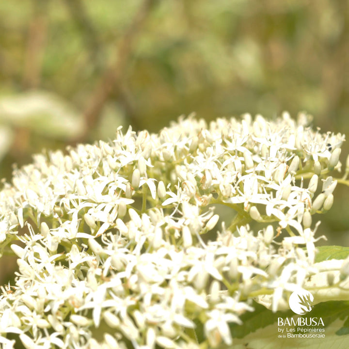 Cornus controversa &