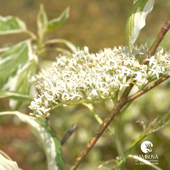 Cornus controversa &