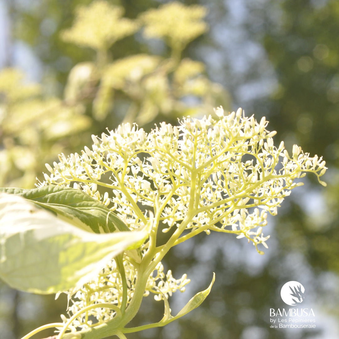 Cornouiller des pagodes &