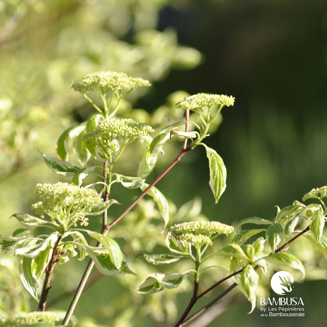 Cornus controversa &
