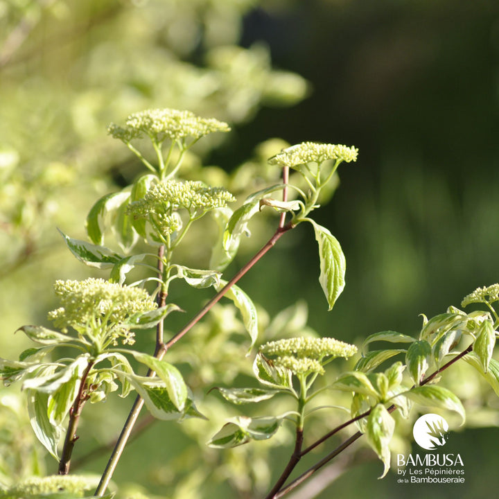 Cornus controversa &