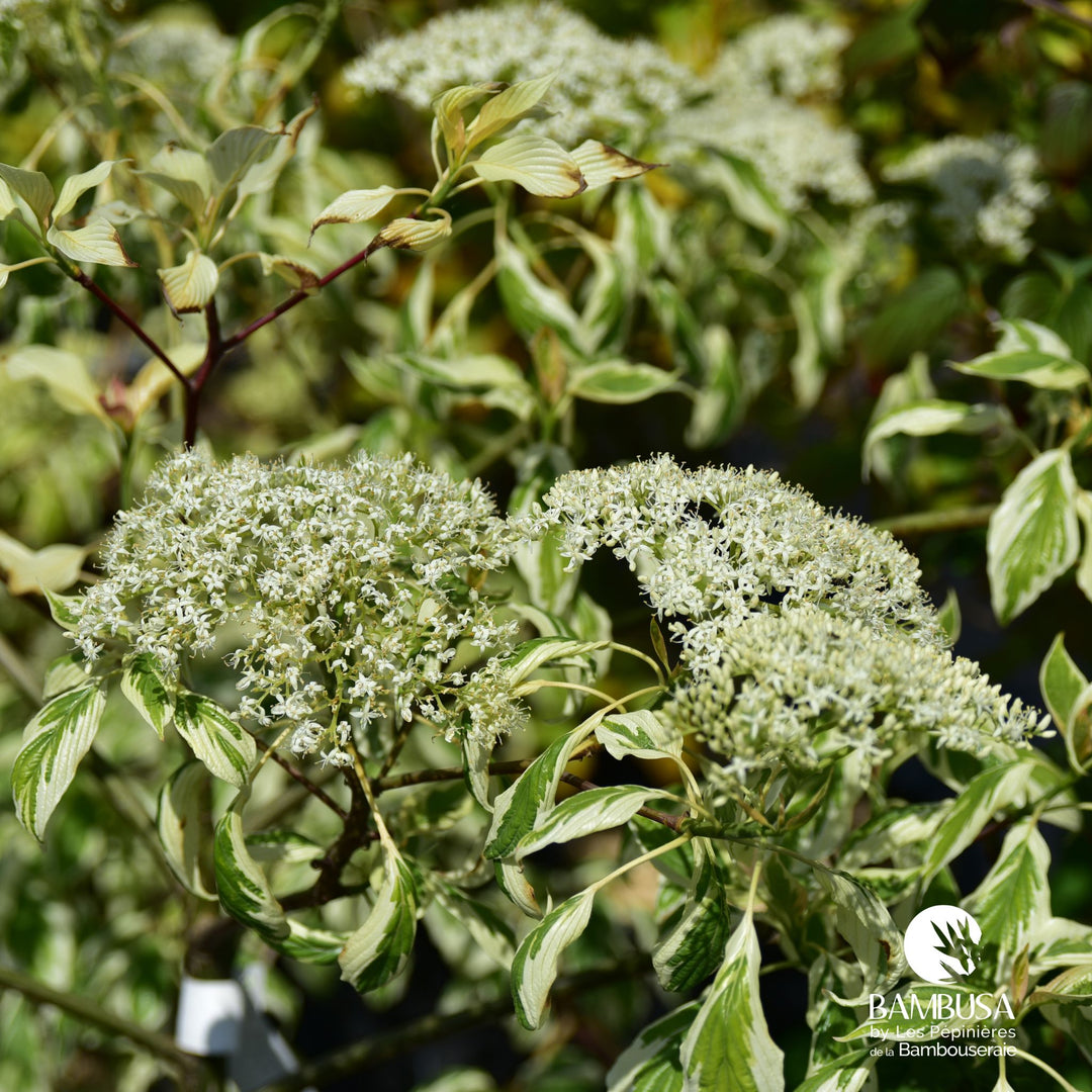 Cornus controversa &