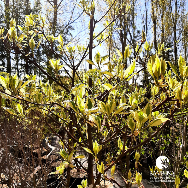 Cornus controversa &