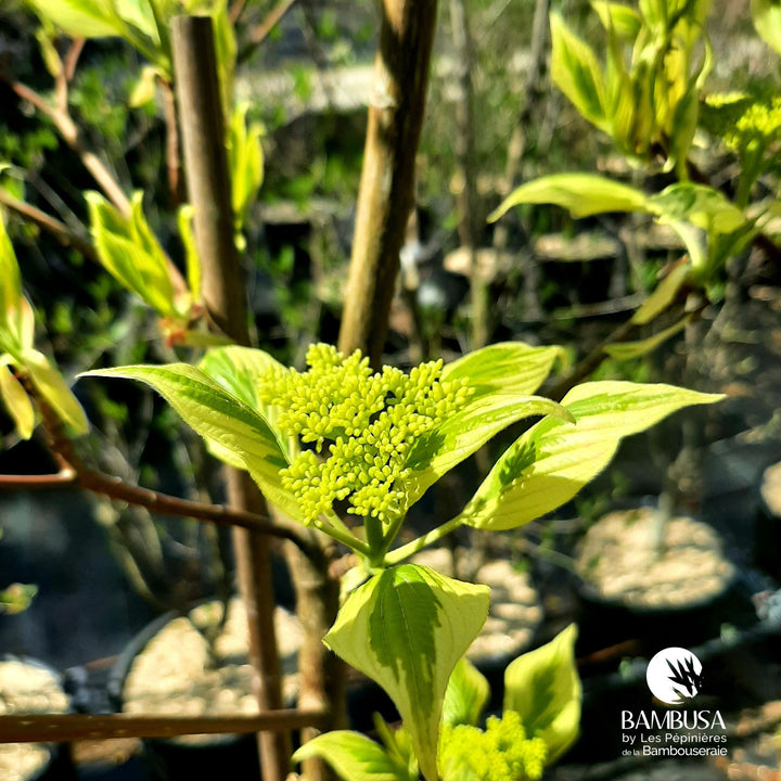 Cornus controversa &