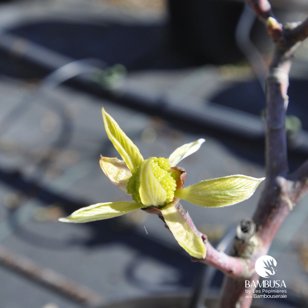Cornus controversa &
