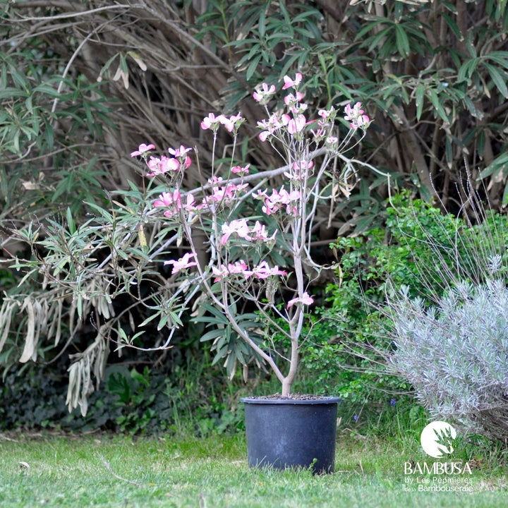 Cornouiller de Floride &