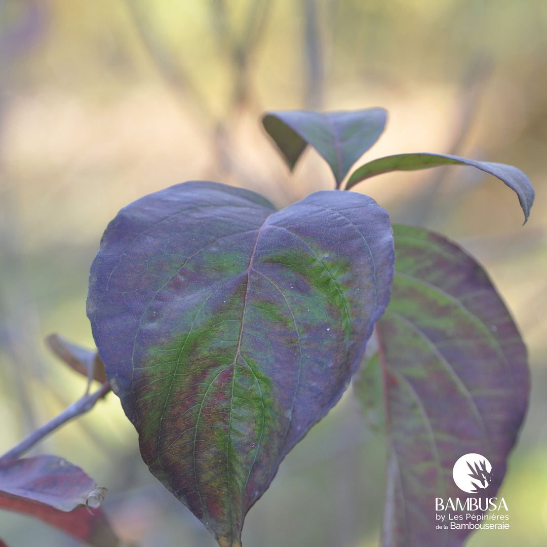 Cornus florida &