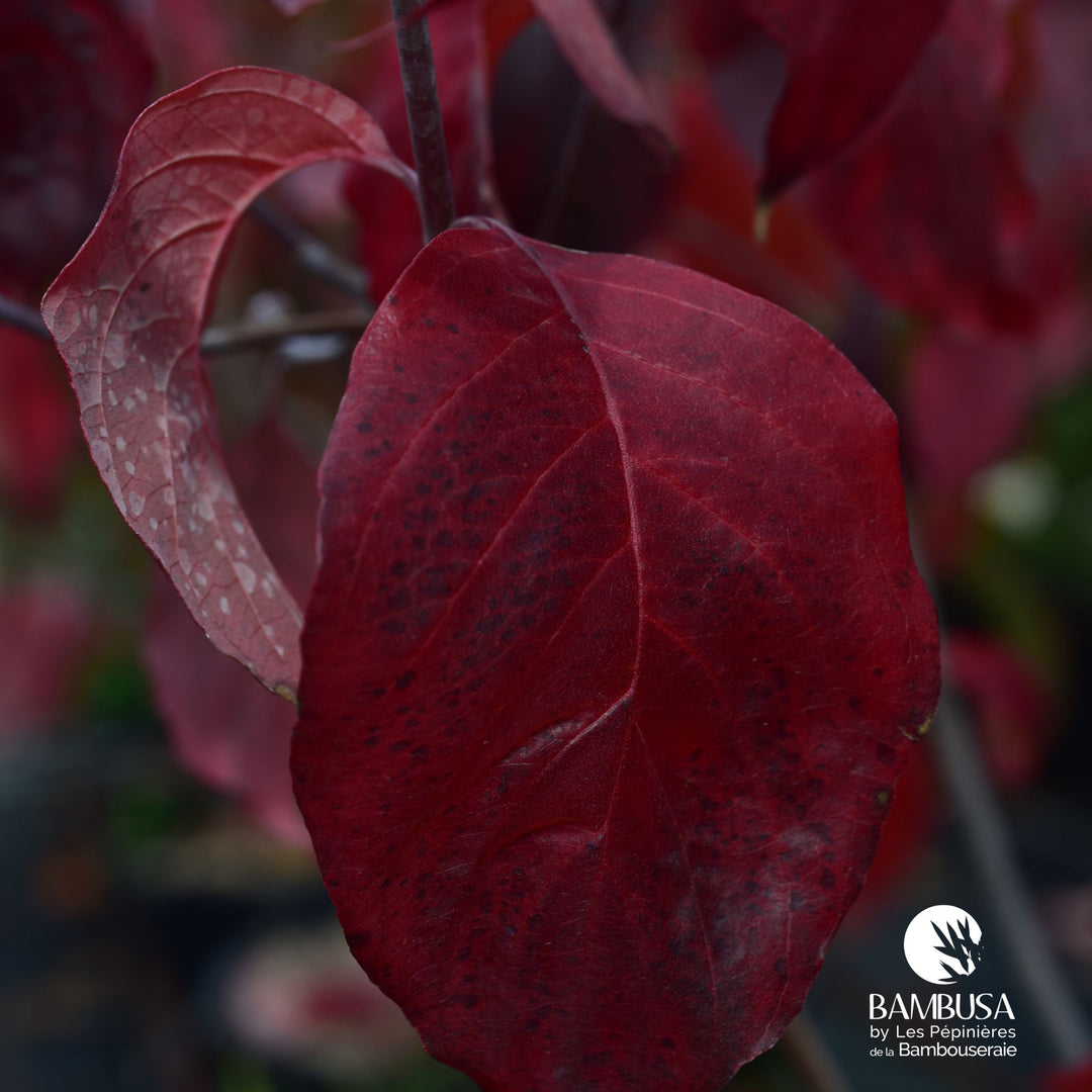 Cornus florida &