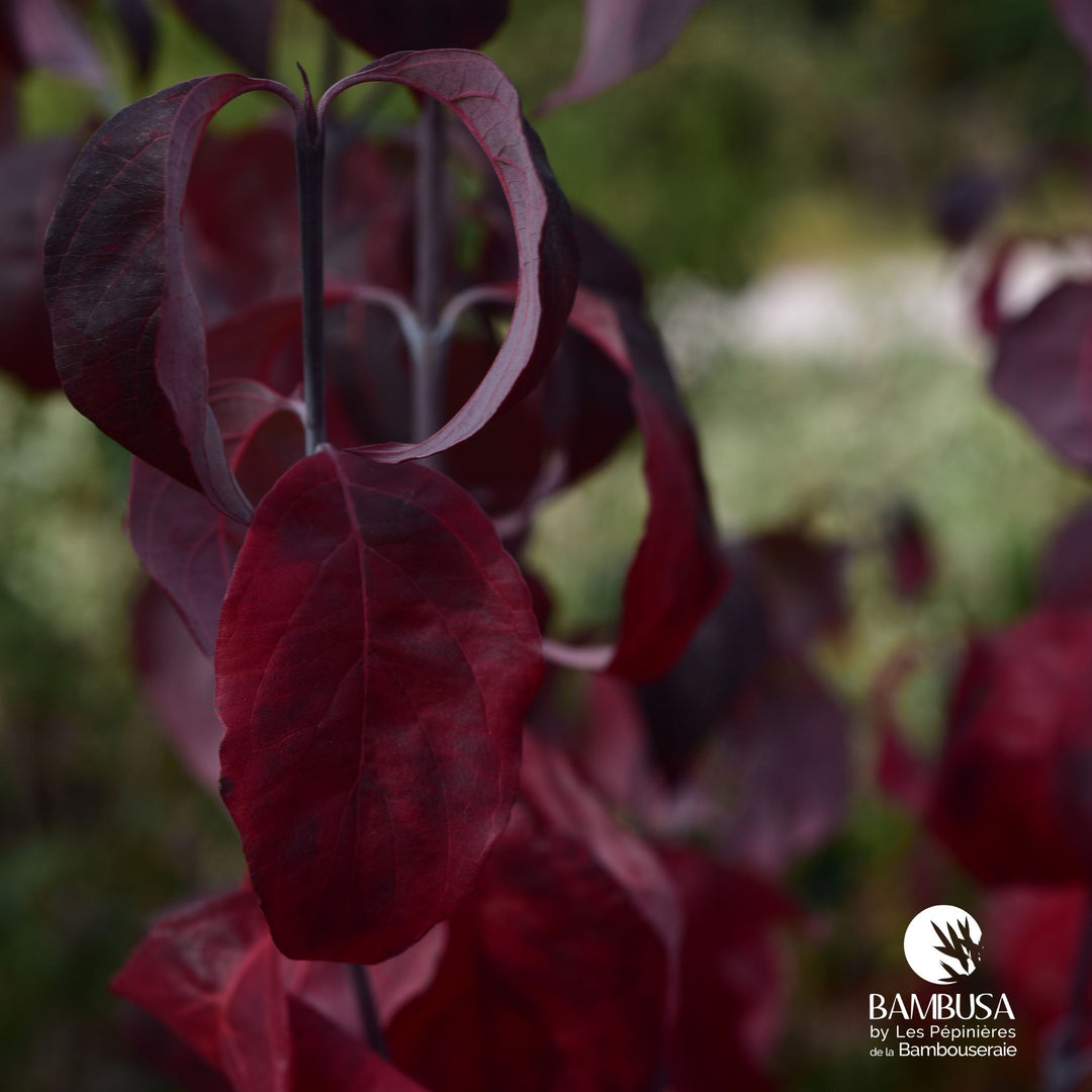 Cornus florida &