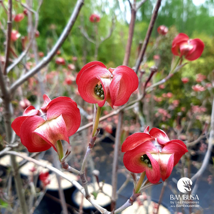 Cornus florida &