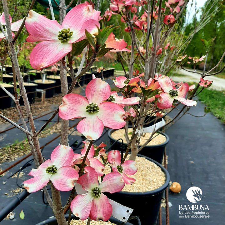 Cornus florida &