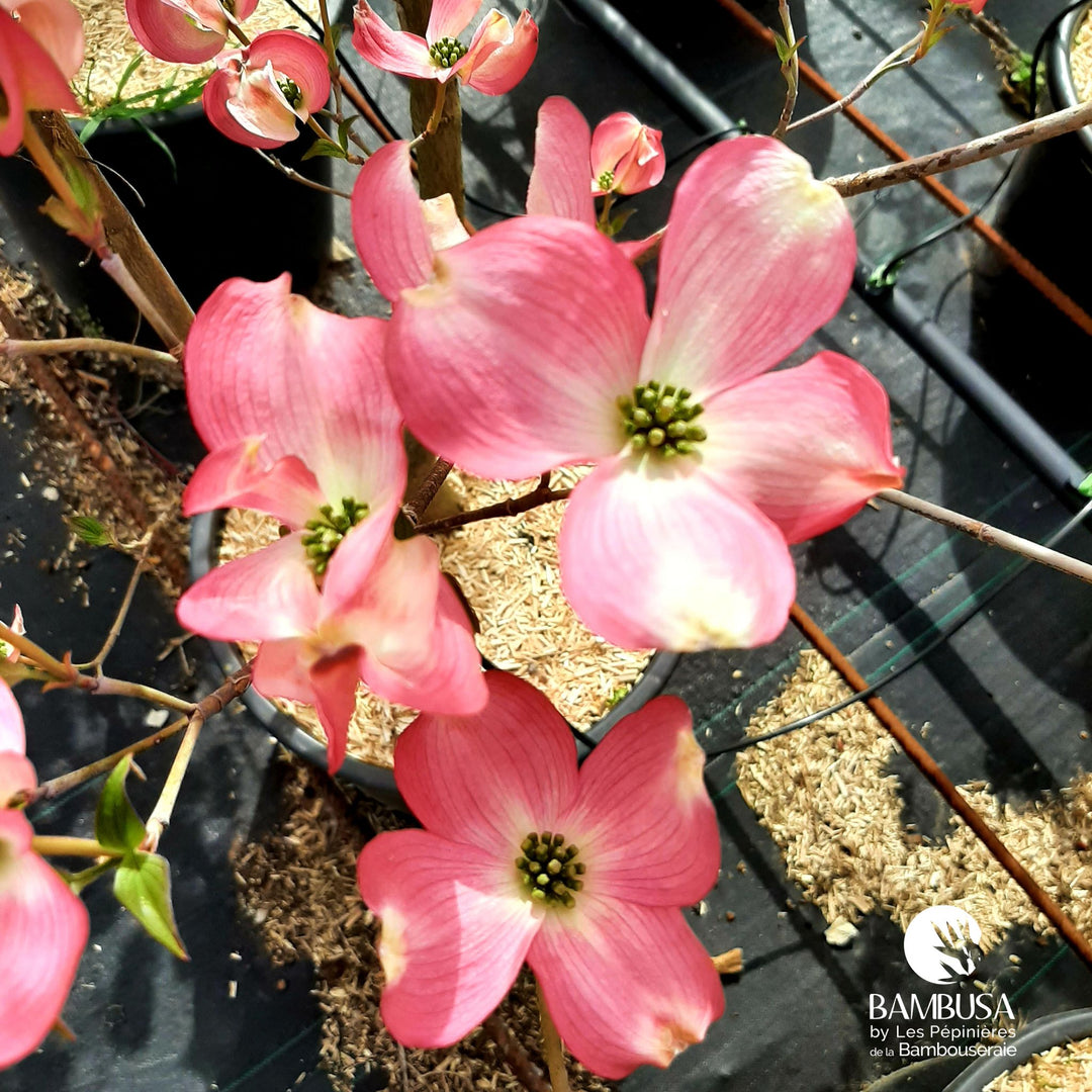Cornus florida &