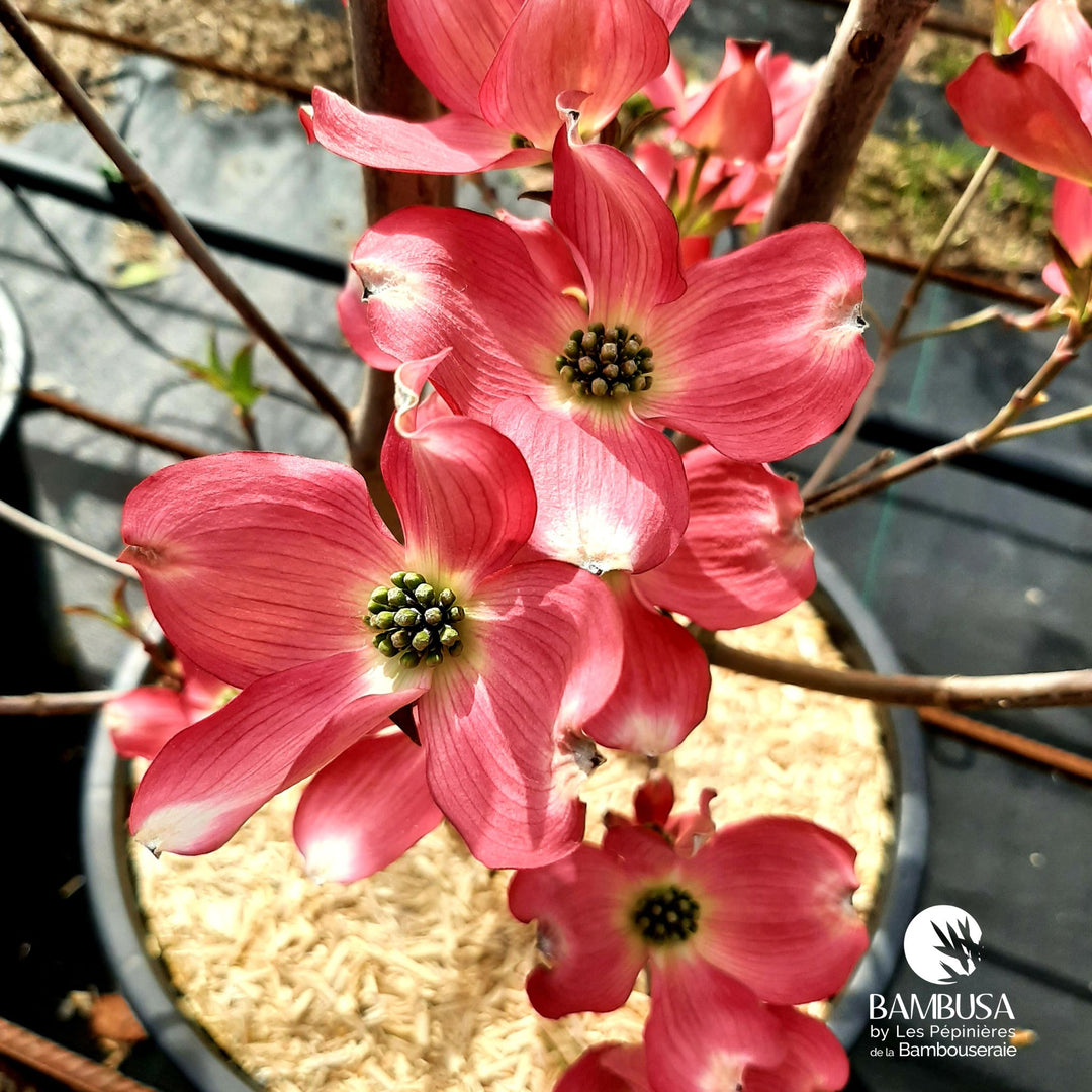 Cornus florida &