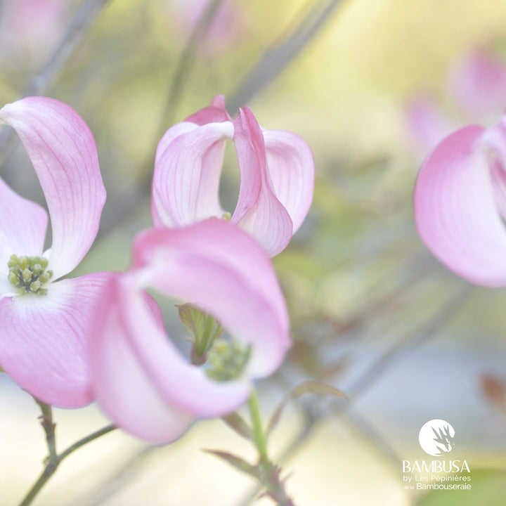 Cornus florida &