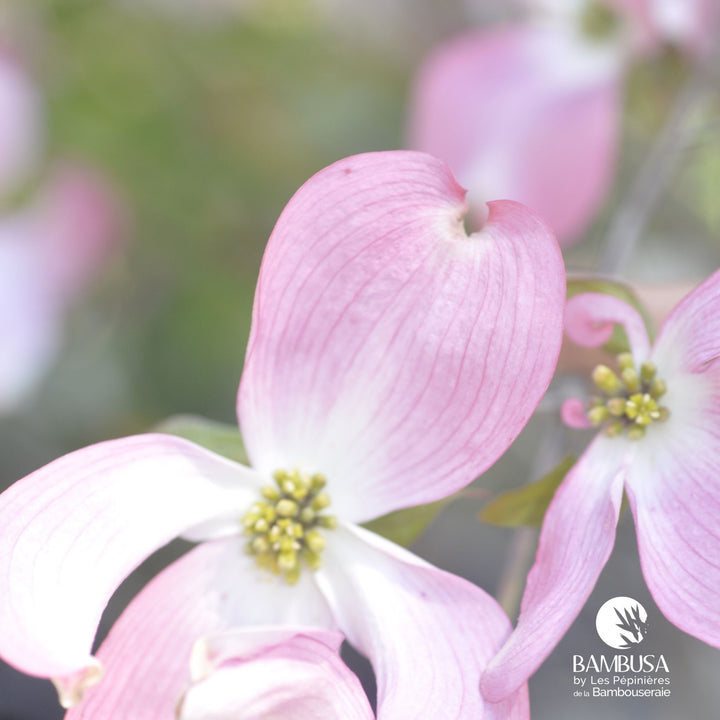 Cornus florida &