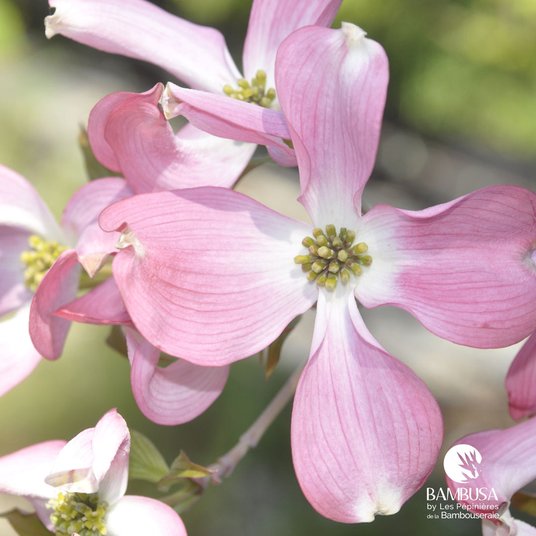 Cornus florida &