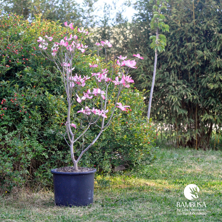 Cornus florida &