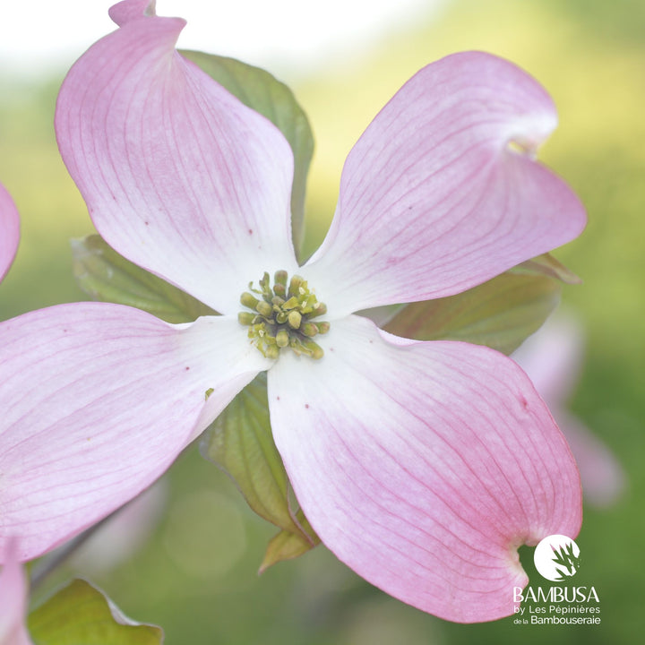 Cornus florida &