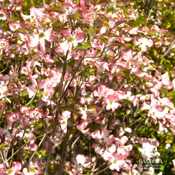 Cornus florida &