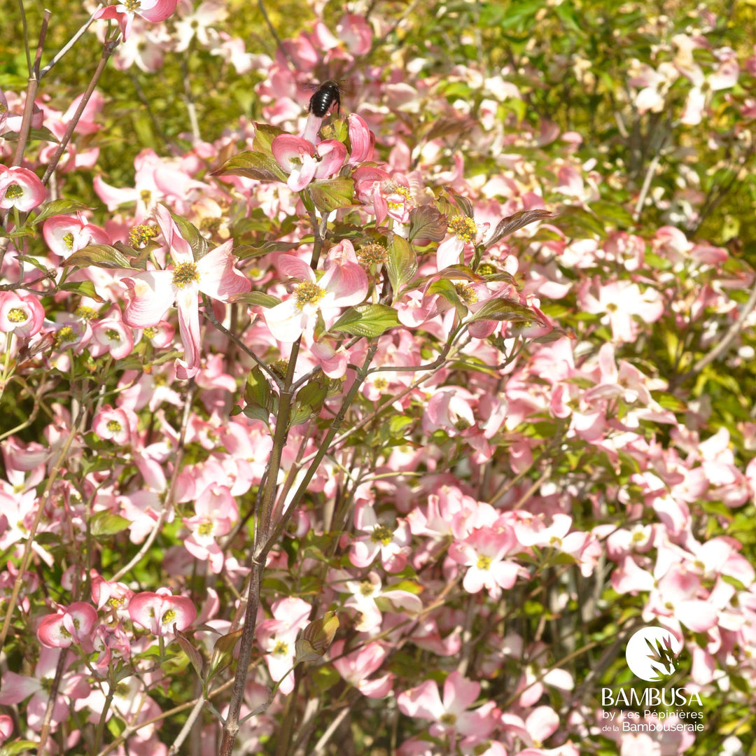 Cornus florida &