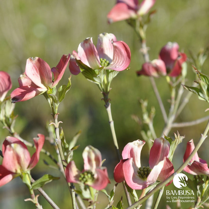 Cornus florida &