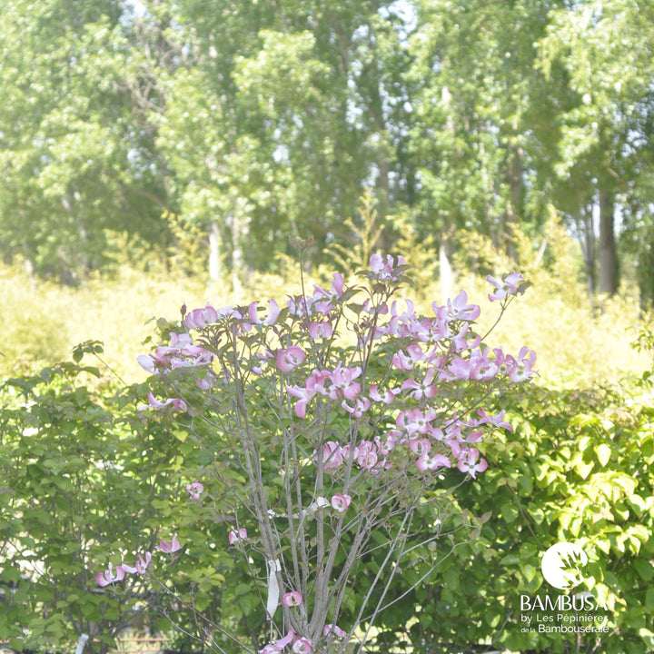 Cornus florida &