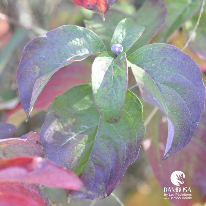 Cornus florida &