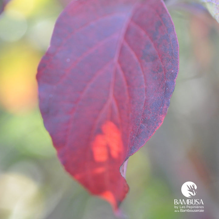 Cornus florida &