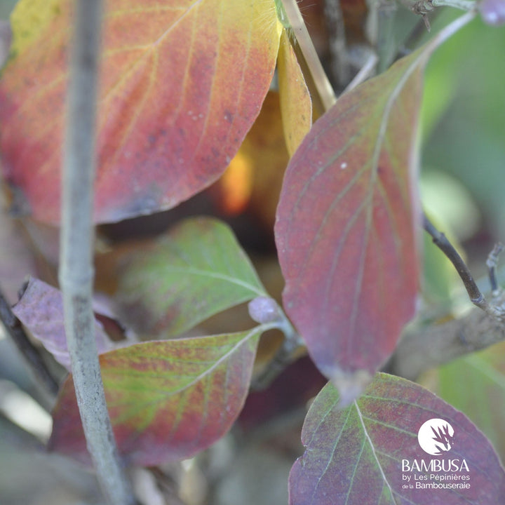 Cornus florida &