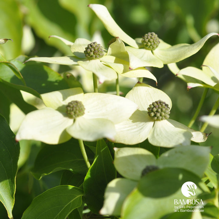 Cornus kousa &