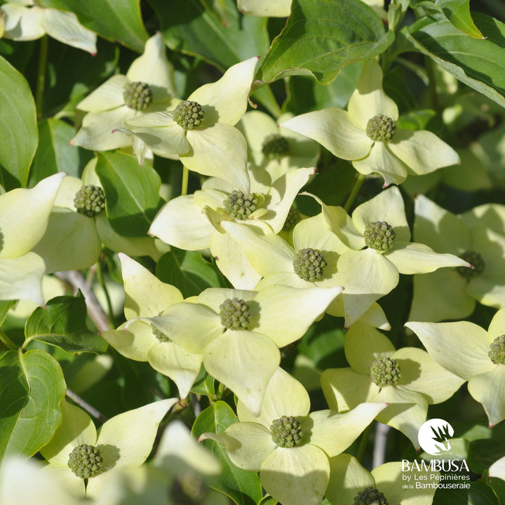 Cornus kousa &
