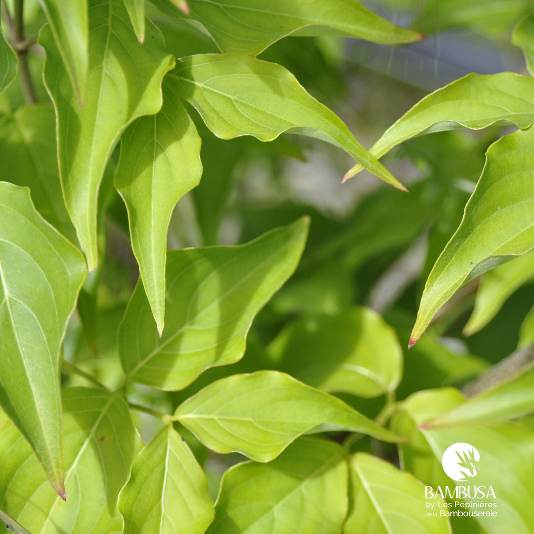 Cornus kousa &