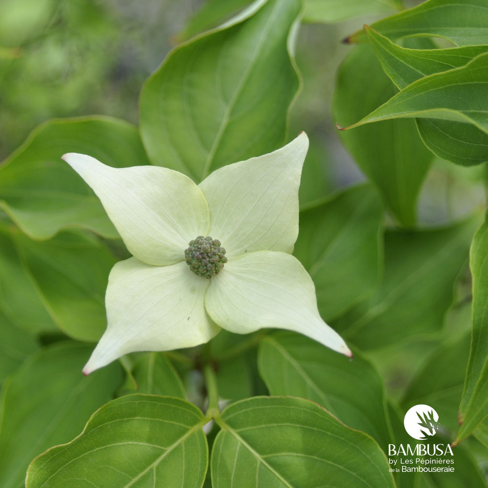 Cornus kousa 'Milky Way' — hauteur adulte : 2,5 à 5 m