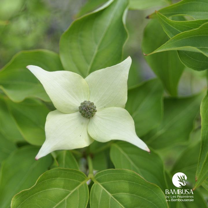 Cornus kousa &