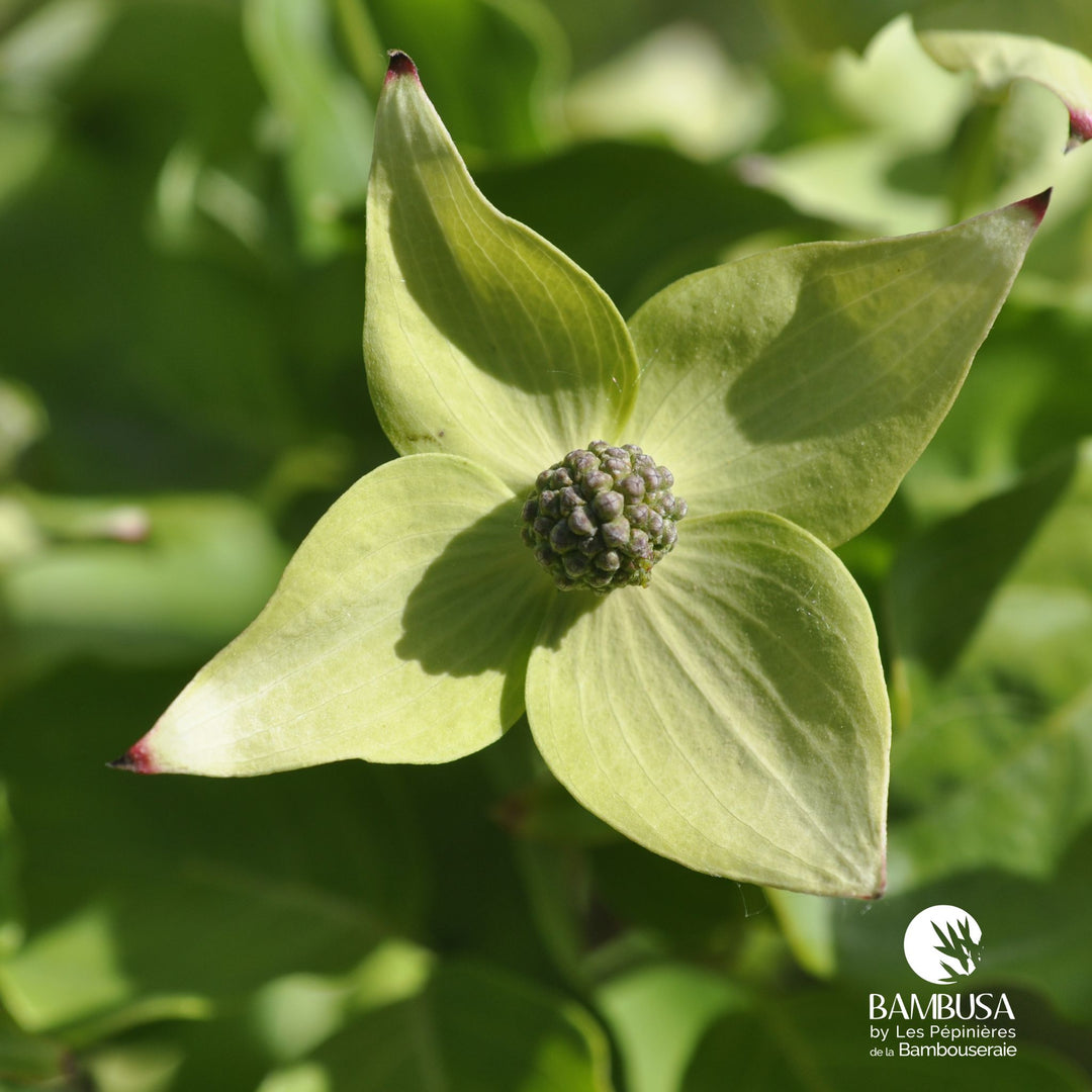 Cornus kousa &