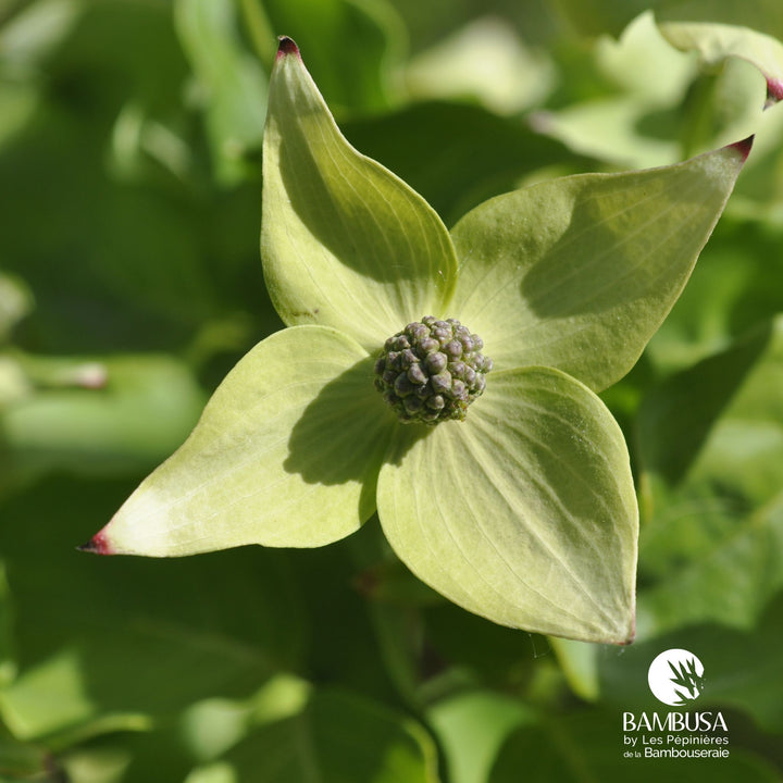 Cornus kousa &