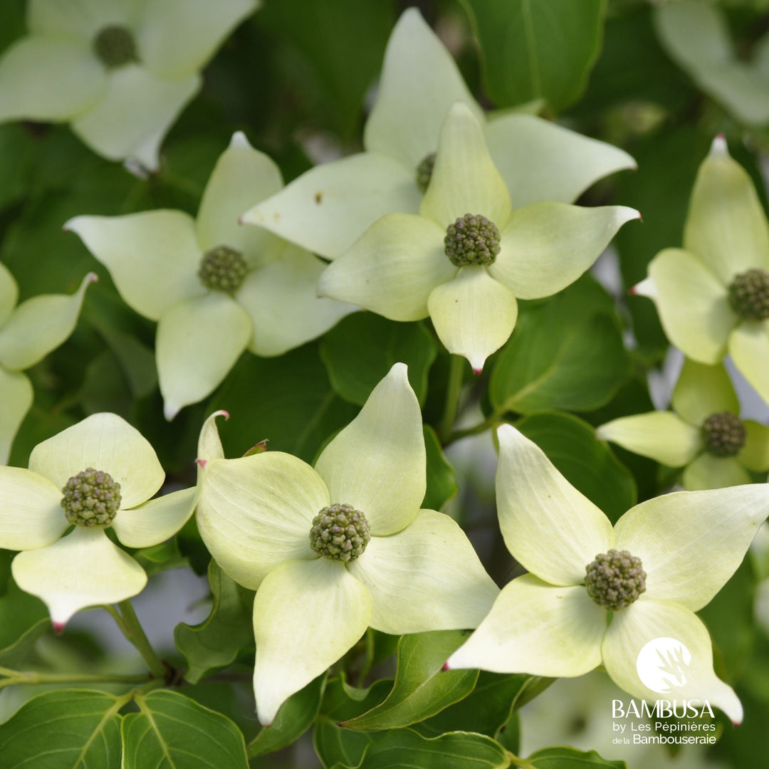 Cornus kousa &