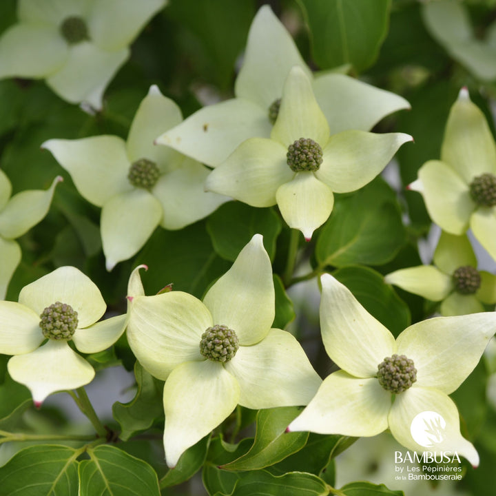 Cornus kousa &