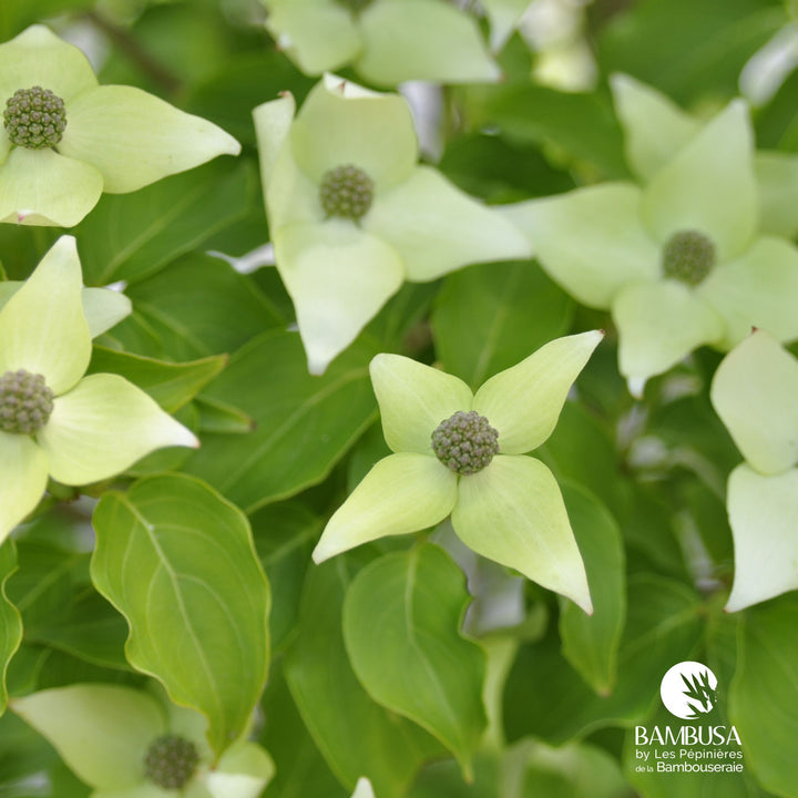 Cornus kousa &