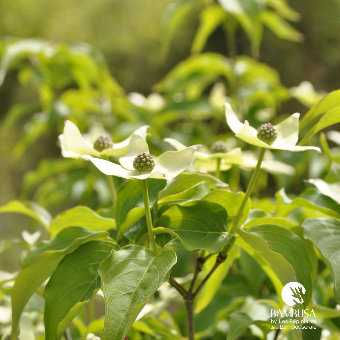 Cornus kousa &