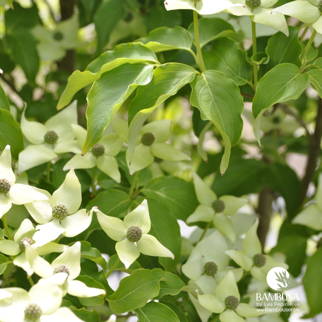 Cornus kousa &