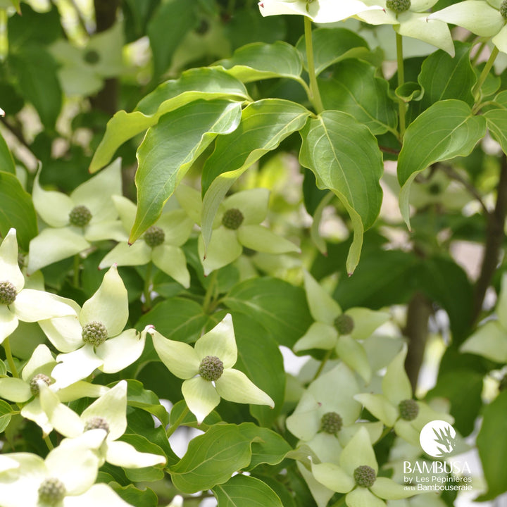 Cornus kousa &