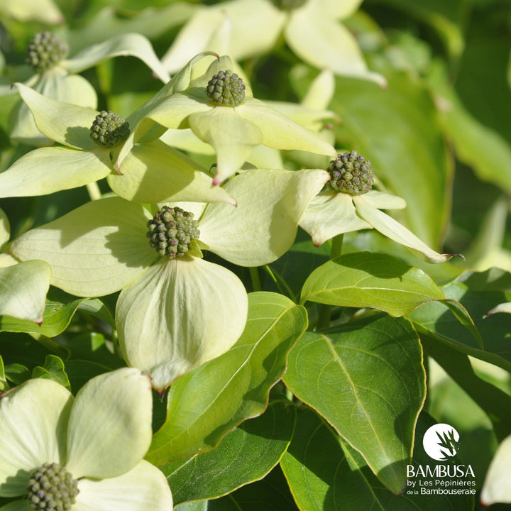 Cornus kousa &