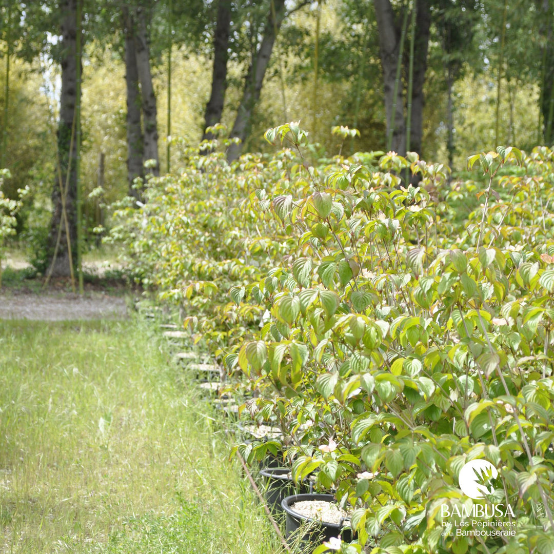 Cornus kousa &