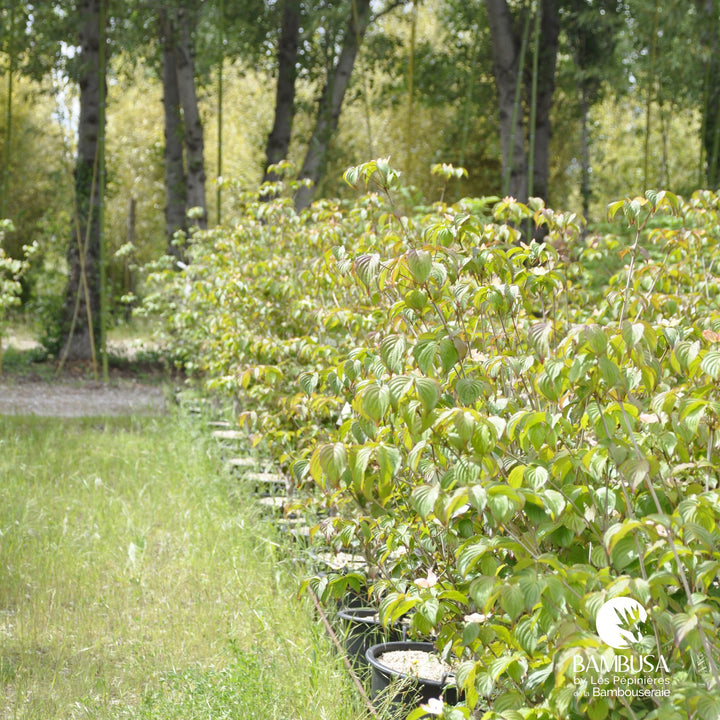 Cornus kousa &