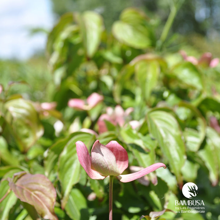 Cornus kousa &