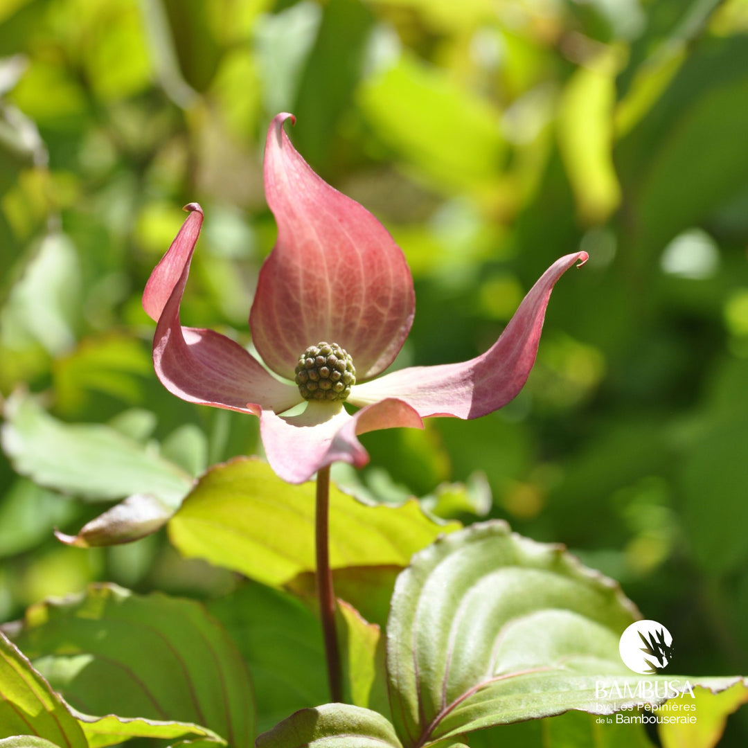Cornus kousa &