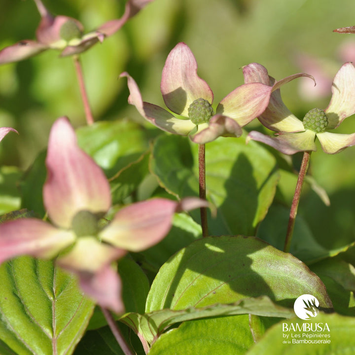 Cornus kousa &