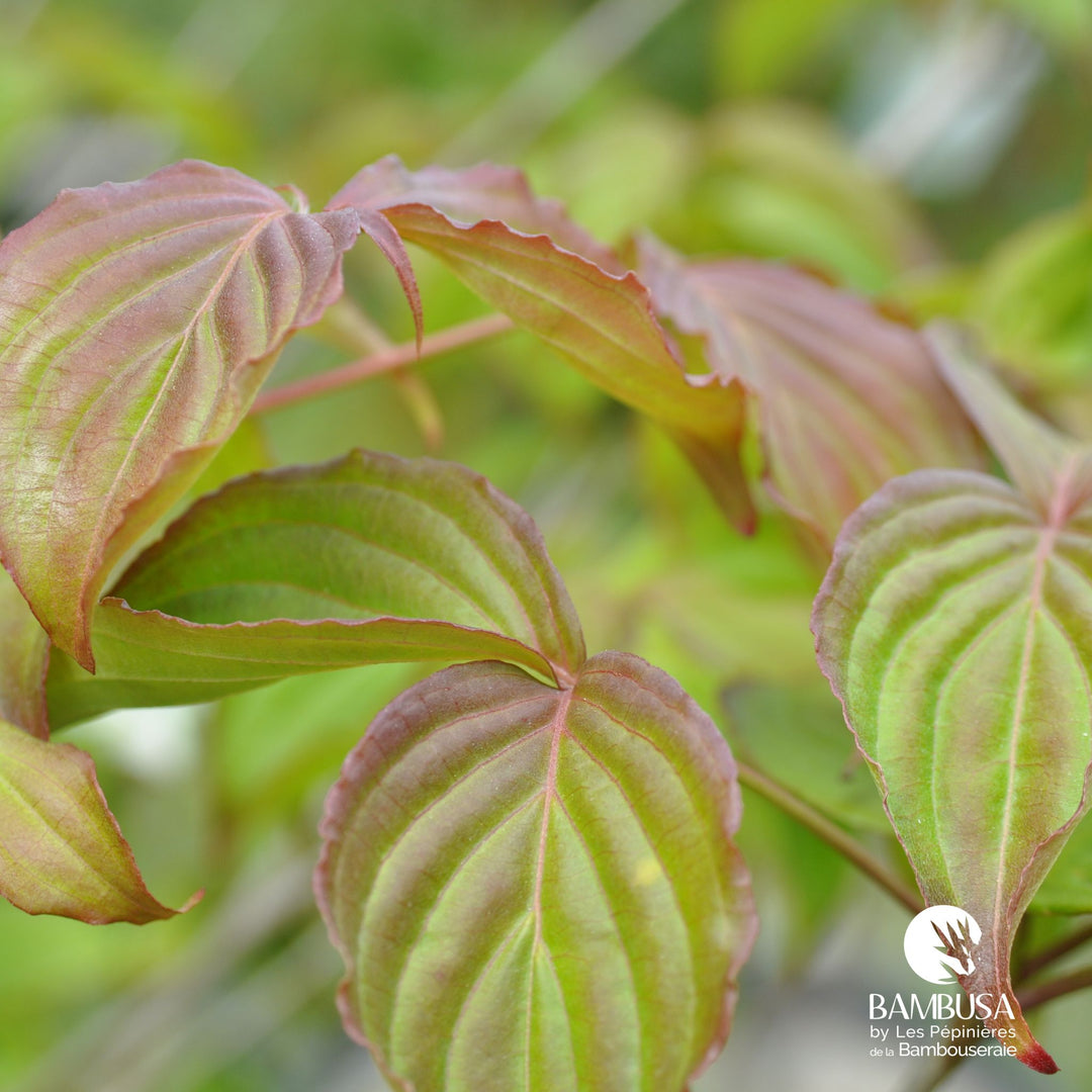 Cornus kousa &