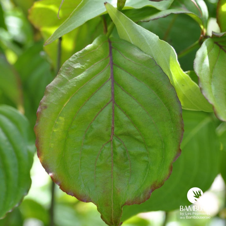 Cornus kousa &